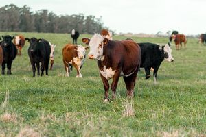 A herd of cows grazing peacefully in a lush green pasture under a clear sky.